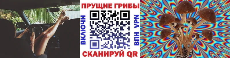 hydra как войти  Пущино  Псилоцибиновые грибы Magic Shrooms 